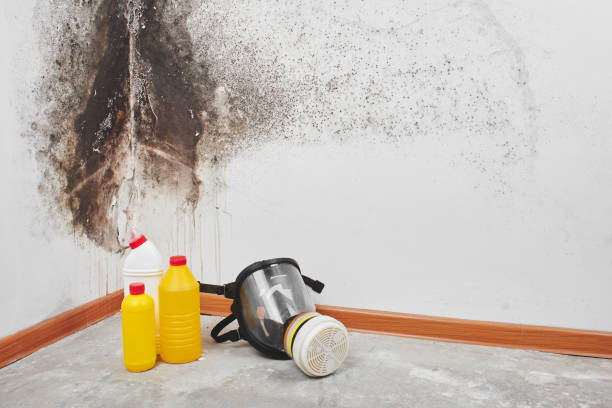 Best Commercial Mold Removal  in Burbank, IL