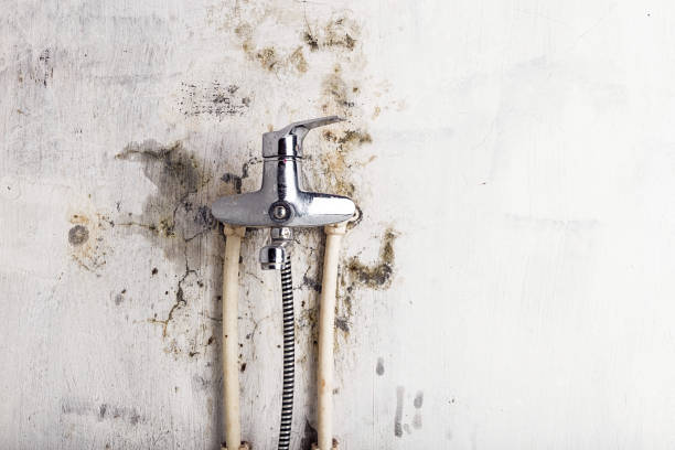 Best Affordable Mold Removal  in Burbank, IL
