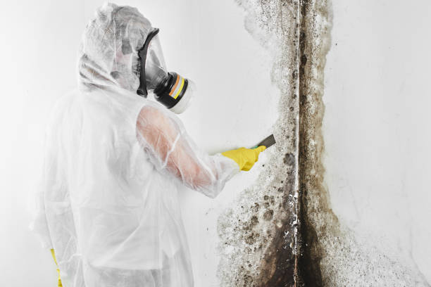 Best Local Mold Removal Service  in Burbank, IL