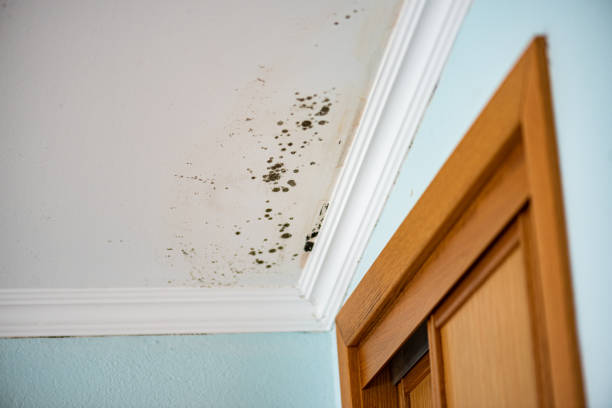 Best Residential Mold Removal  in Burbank, IL