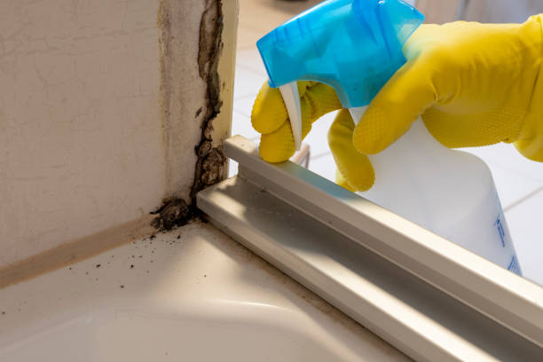 Best Crawl Space Mold Removal  in Burbank, IL