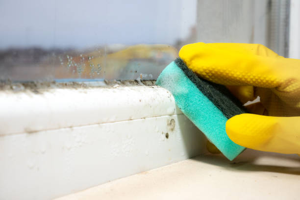 Best Certified Mold Removal  in Burbank, IL