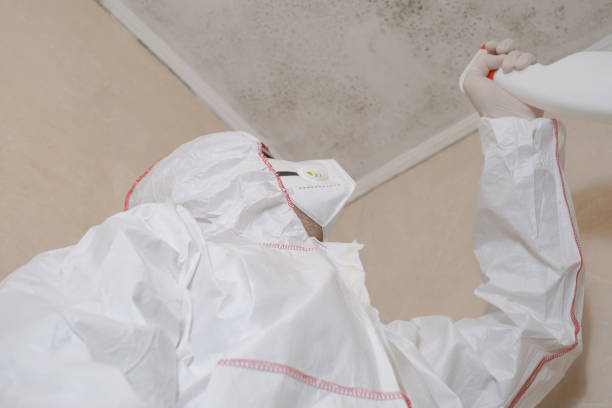 Best Mold Damage Repair  in Burbank, IL