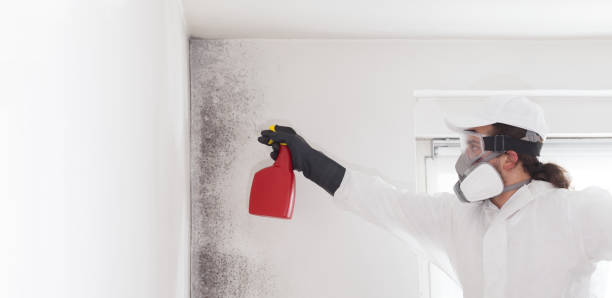 Best Toxic Mold Removal  in Burbank, IL