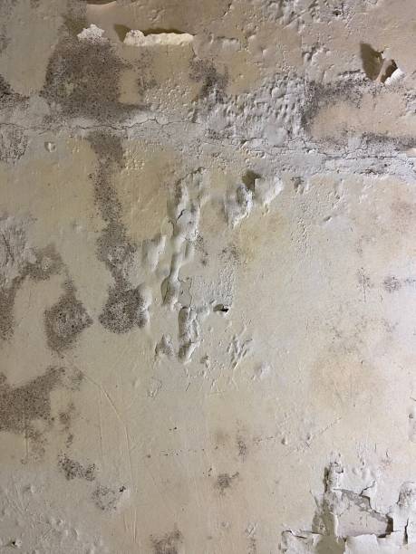 Best Home Mold Removal  in Burbank, IL