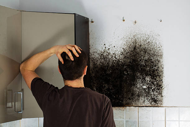 Best Fast Mold Removal  in Burbank, IL